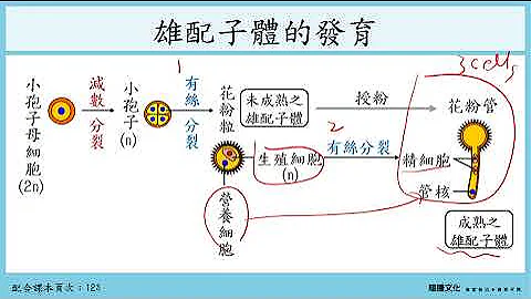 108选生二 4-1植物的生殖_2有性生殖 世代交替 - 天天要闻