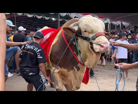 JUARA 1 SAPI