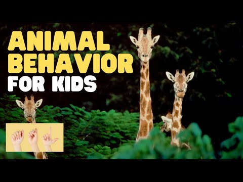 ⁣ASL Animal Behavior for Kids: How to Communicate with Your Pet