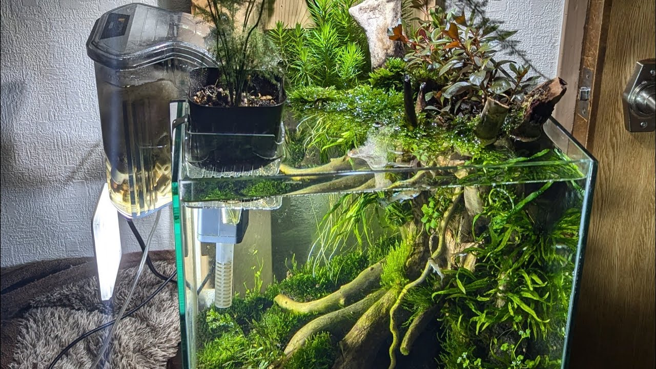 小型水槽でささやかなテラリウムレイアウトを作ってみた。