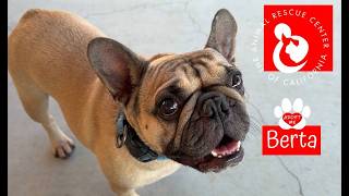 Abandoned French Bulldog Needs Forever Home