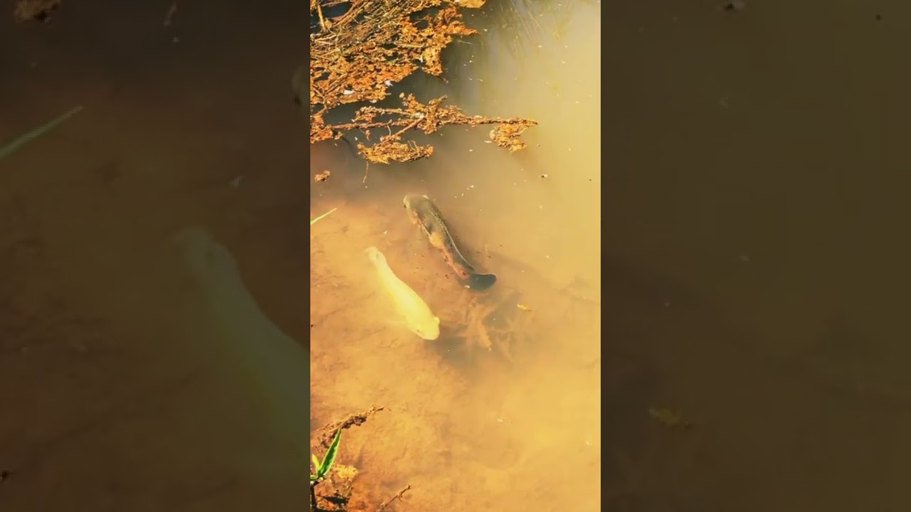 Tiger Oscar & Albino Oscar Fish 🐠 Baby's In Local River 😲