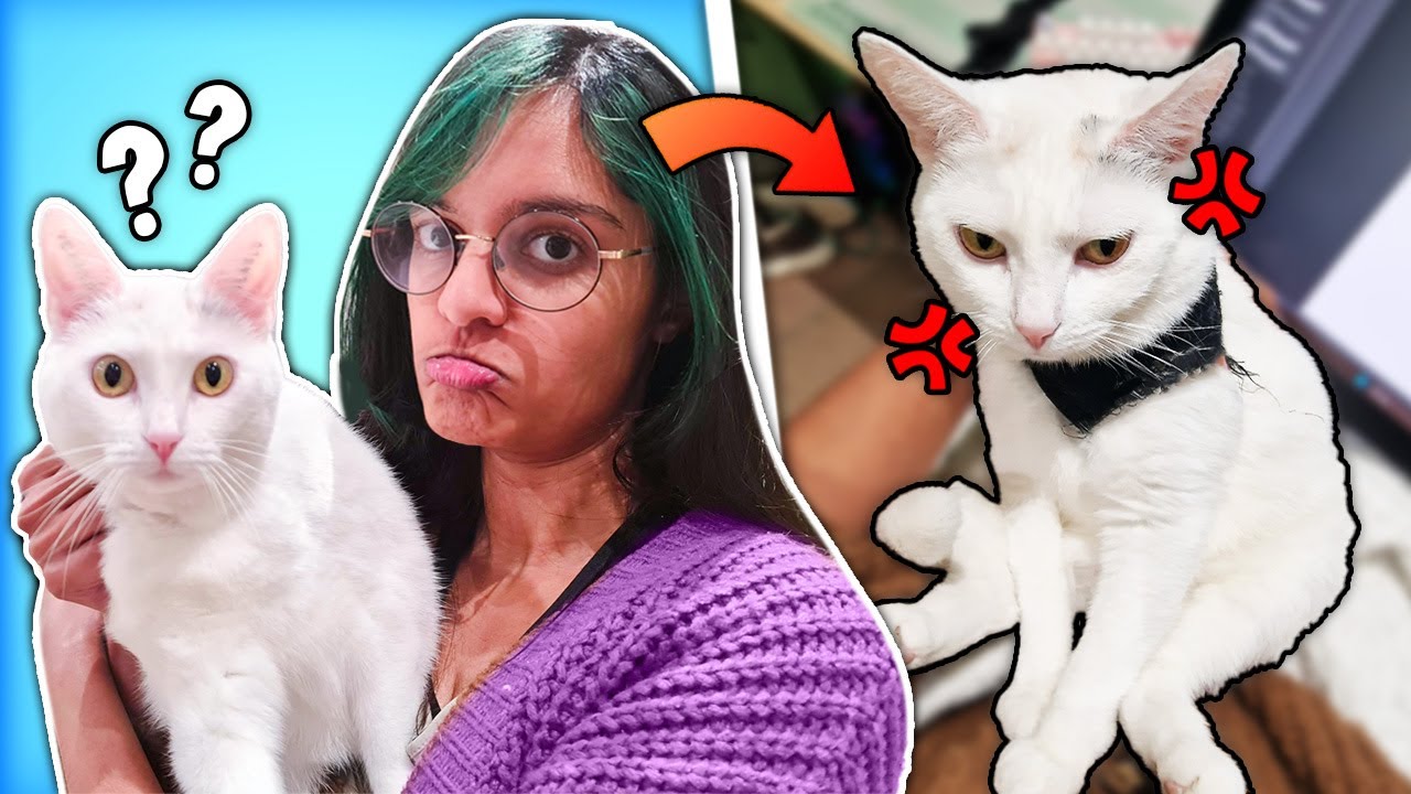 Mayo Har Været Til Dyrlægen - Projekt Nørdehjem