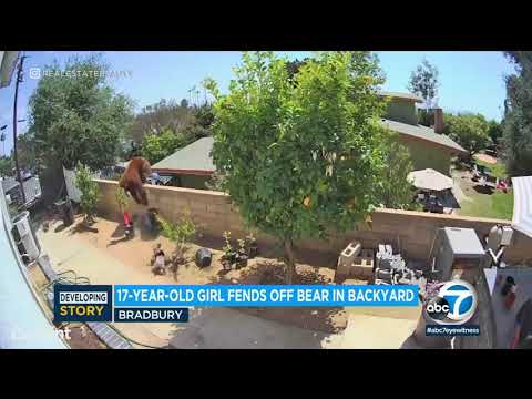 Teen fends off massive mama bear and cubs in Southern California backyard | ABC7