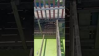 Ohh My God Crocodile In The Floating Village homestay travel siemreap homestays