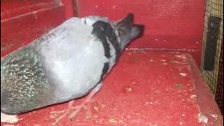 Suara Burung Merpati Merayu Pasangan