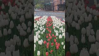 spring time tulips ♥️🤍 in Dover Delaware USA. #spring2024 #tulips #flowers #tulipflowers #april2024