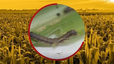 Episode 1: Identifying the stages of Fall armyworm