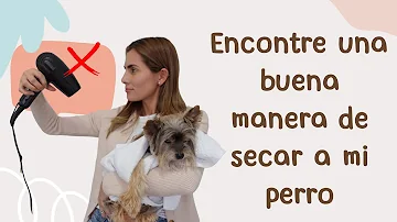 ¿Qué se le pone a un perro después del baño?