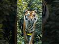 Tiger Vs Deer Who Wins The Chase Tiger Vs Deer Who Wins The Chase