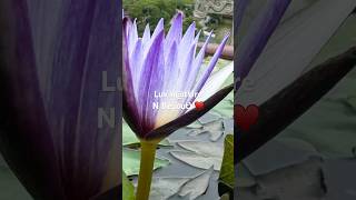 #englandvlog My Best Collection 🌹🌸🌻🌸🌺#england #unitedkingdom #uk #fyp #viral