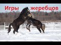 Весенние игры молодых жеребцов. Яхонт и Шарик выясняют отношения. + клип