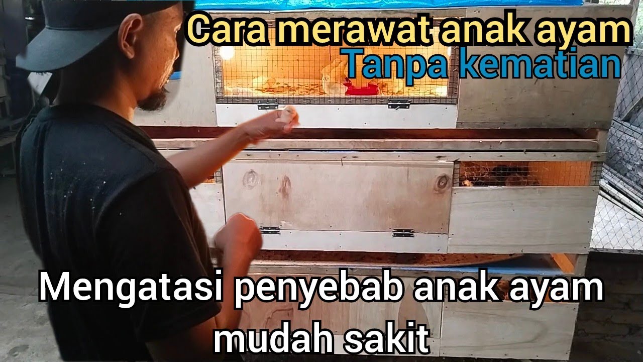 Cara Beternak Ayam Kampung Untuk Pemula, Merawat Doc, Persiapan Kandang Brooding, Pakan Yang Baik