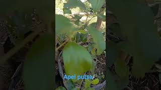 Apel Putsa Usia Tanam 2,5 Bulan.
