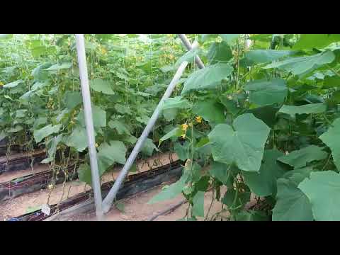 زراعة الخيار بدون تربه في شركة القوافل الصناعية الزراعية في الاردن