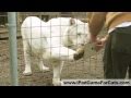 Raubkatzen spielen mit dem iPad (Video)