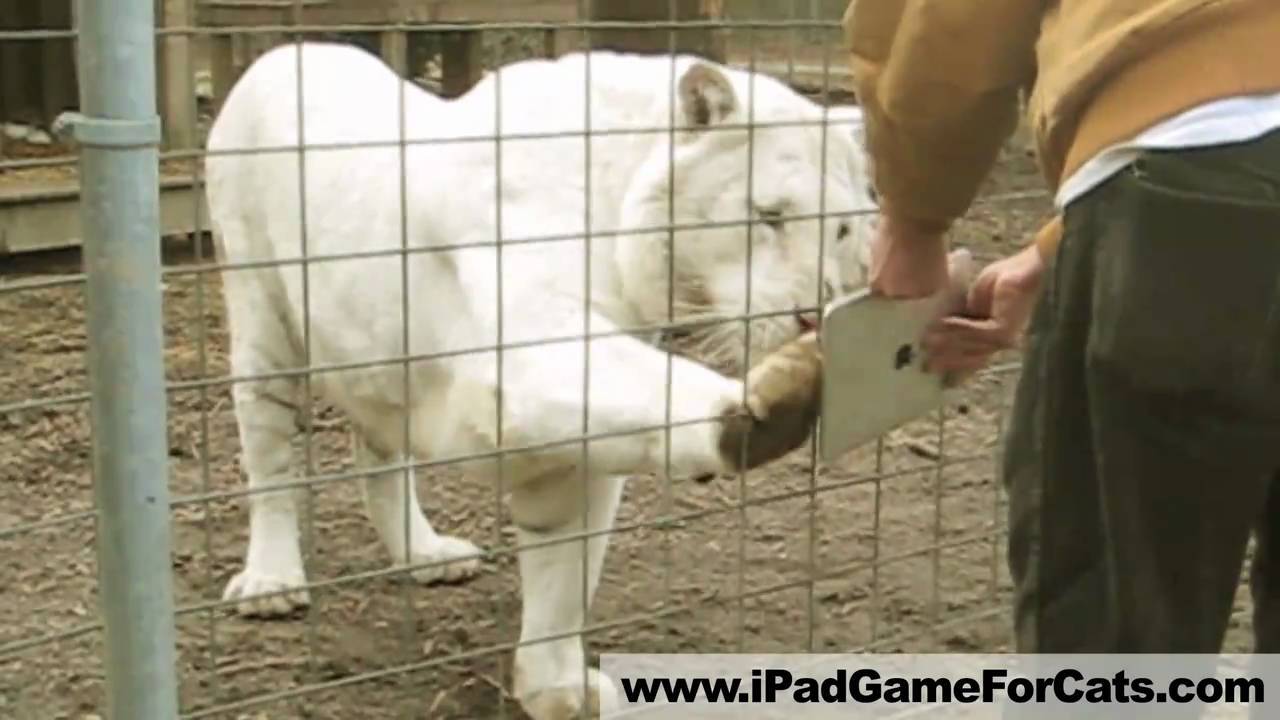 White Tiger Plays iPad - Game for Cats Gone Wild! Lions, servals, and more!
