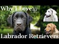 Why I Love the Labrador Retriever Part 1