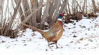 Mild Winter and Pheasants - NDGNF