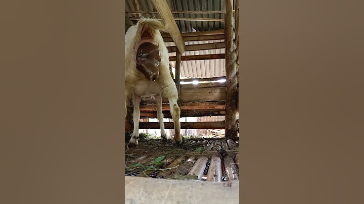 Detik-detik kambing Melahirkan shorts#