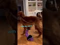 Dog Brings Stick Inside and RUNS AWAY