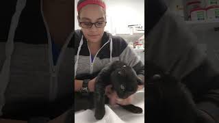 Penn Foster Externship 1, Skill 19 Feline Toe Nail Trim