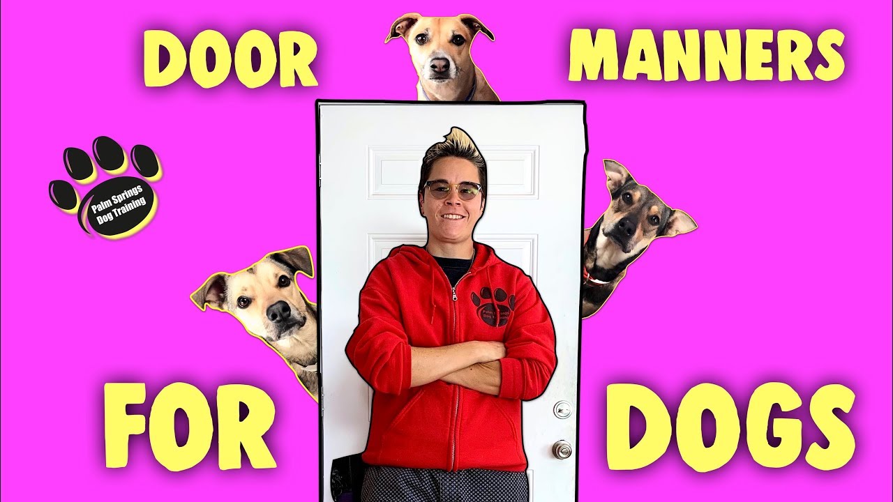 Door Manners Professional Dog Training YouTube