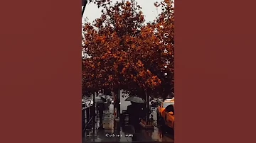 قديش كان في ناس فيروز 11 11 