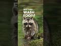 The Strange Reason Raccoons Wash Their Food Before Eating | You Won’t Believe This!