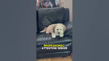 What Do I Do For A Living Cutedog Lovemypet Shortbeta Shorts 