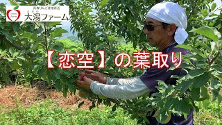 甘酸っぱい恋の味「恋空」葉取り