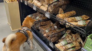 Shiba Inu at the pet store!