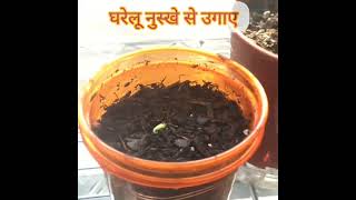 how to grow pear 🍐 in our house ||@GreenPlants5@DrPlants #shortsfeed