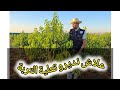 من ولاية الطارف فواءد تعلية التربة عند الغرس ونصائح هامة اخرى مع ايوب تابعوا
