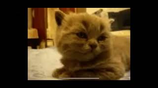 Kitten falls over falls asleep #meme by JOANNA AUD 843 views 2 months ago 2 seconds