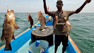 Catching Plenty of Orange-spotted Grouper in the Deep Sea