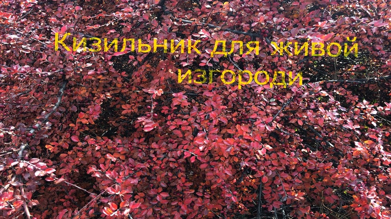Кизильник красивый кустарник для живой изгороди.