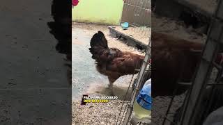 Cari ayam leghorn, shamo, silkie, dll? 👉 Fazi farm Sidoarjo | 0819 1903 5000