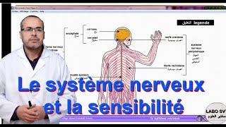 le système nerveux et la sensibilité consciente