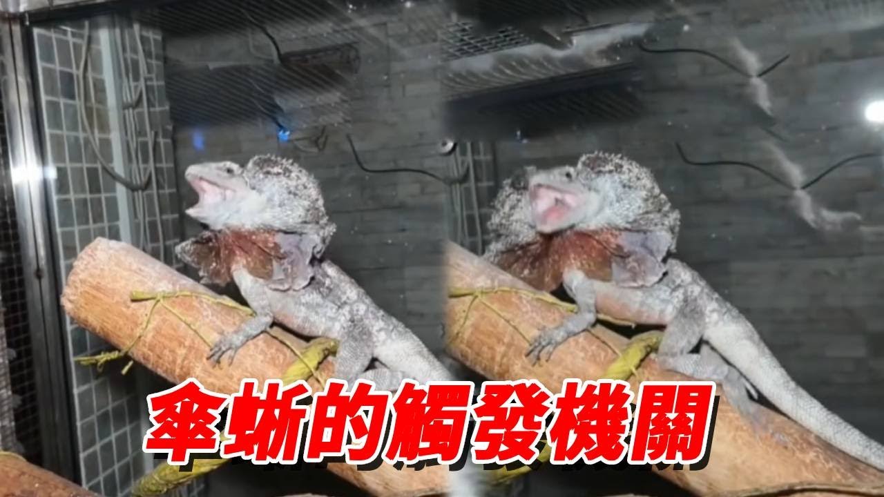 誰懂啊！悠米一個閃現觸發開關，傘蜥瞬間撐開 “大傘”，這聯動絕了！【王小怪】