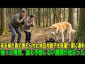 【奇跡の実話】老夫婦は森に捨てられた秋田犬の母犬と7匹の子犬を引き取り、面倒を見ることにした…。家に連れて帰ったその瞬間、奇跡が起きた！