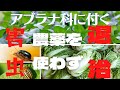 アブラナ科の天敵!キスジノミハムシとダイコンサルハムシを撃退する方法!!農薬は使わない合理的なやり方