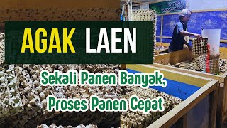 Panen Jangkrik Alam Tidak Sampai 1 Bulan
