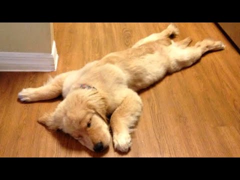 DOGS having troubles with SLIPPERY FLOOR! ?