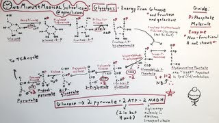 Glycolysis: Energy from Sugar - One Minute Medical School