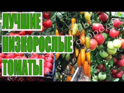 ЛУЧШИЕ ИЗ ЛУЧШИХ!САМЫЕ УРОЖАЙНЫЕ НИЗКОРОСЛЫЕ ТОМАТЫ!!!