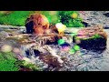 Ambient Music & the Beauty of Nature