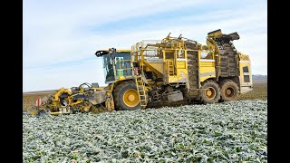 Ropa Tiger 6 a la récolte des betteraves