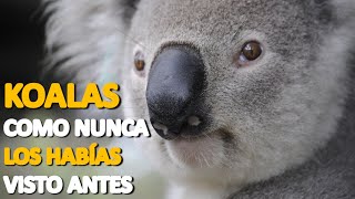 KOALA: lindo y perezoso? No, estás confundido!