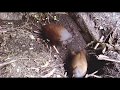 Nesting Orange Footed Scrub Fowls (Megapodius reinwardt)